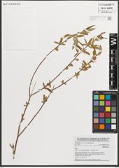 Foto von Salix L.